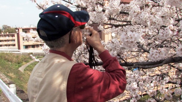 『桜の樹の下』